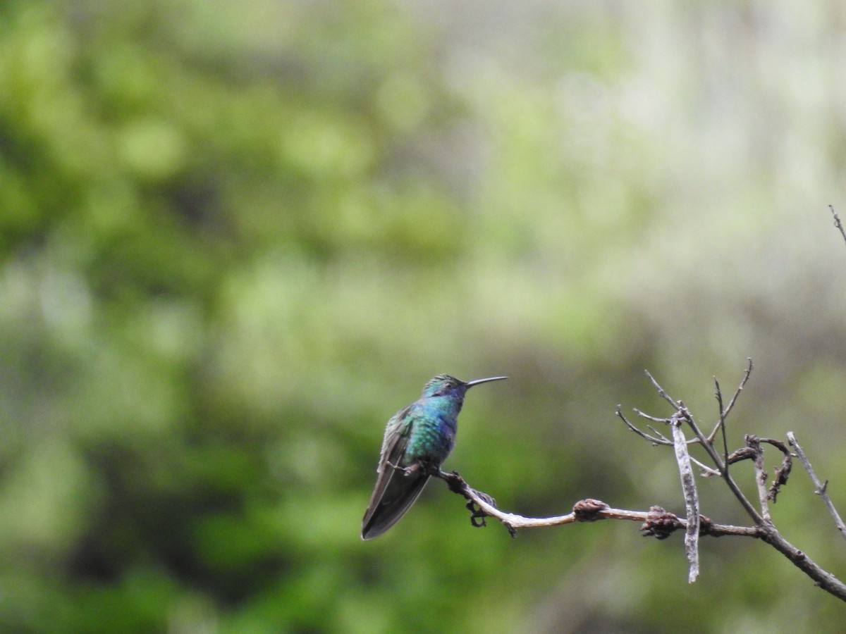 Colibrí Rutilante - ML221681091