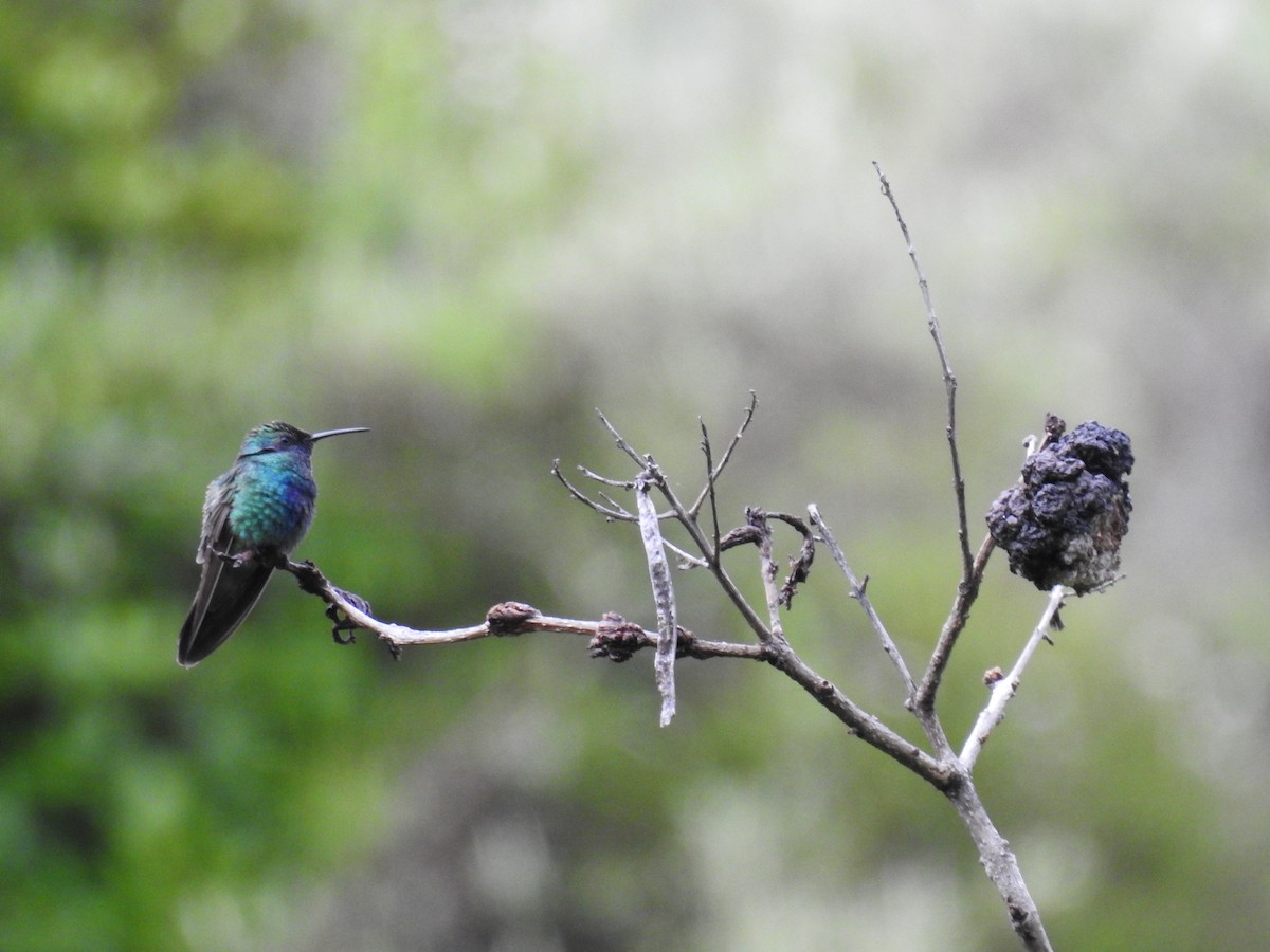 kolibřík modrolící - ML221681151