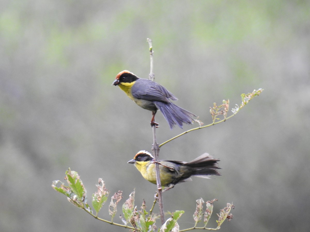 Yellow-breasted Brushfinch - ML221681251