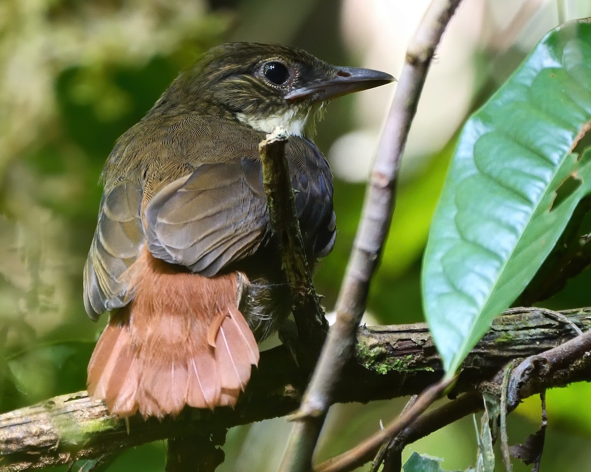 Olive-backed Foliage-gleaner - ML221681471