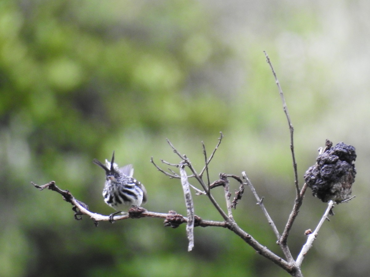 Black-crested Tit-Tyrant - ML221681531