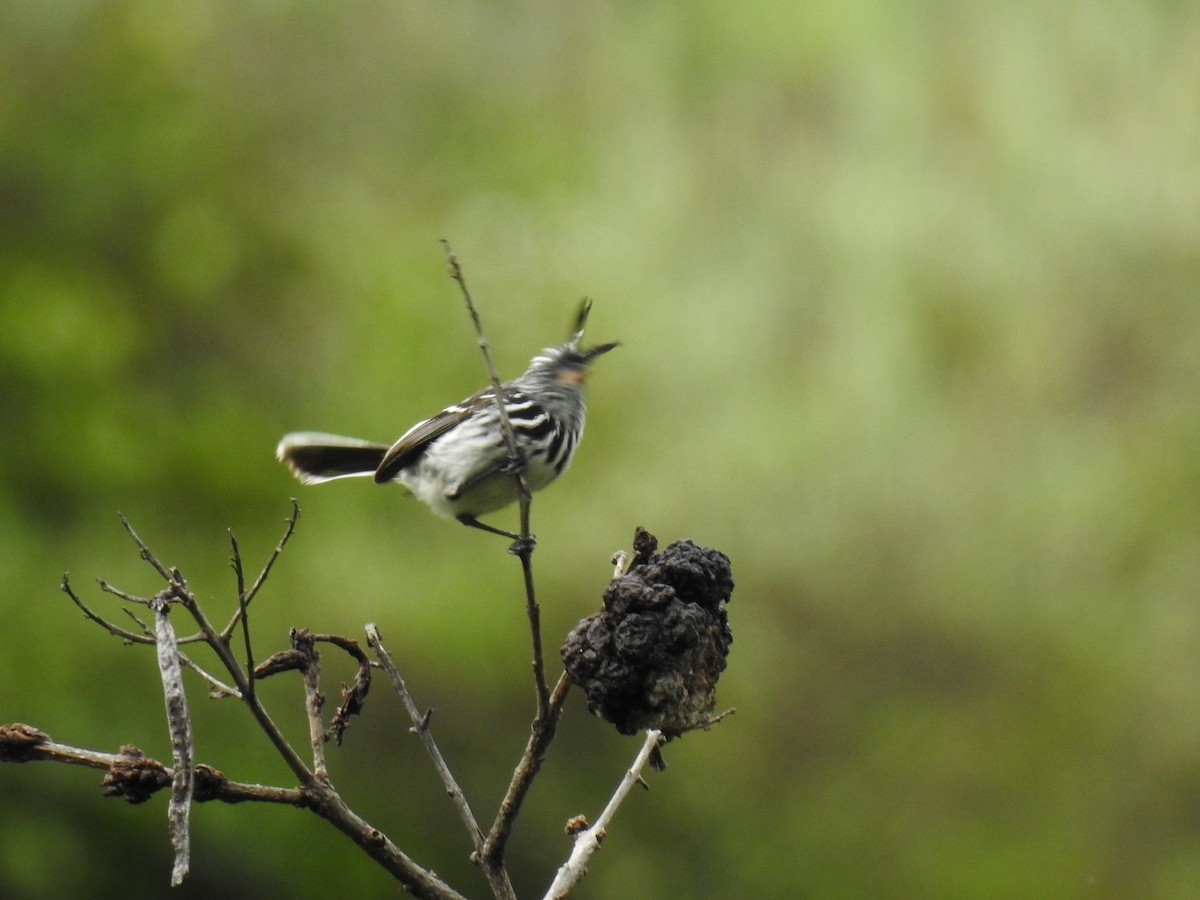 クロカンムリカラタイランチョウ - ML221681601