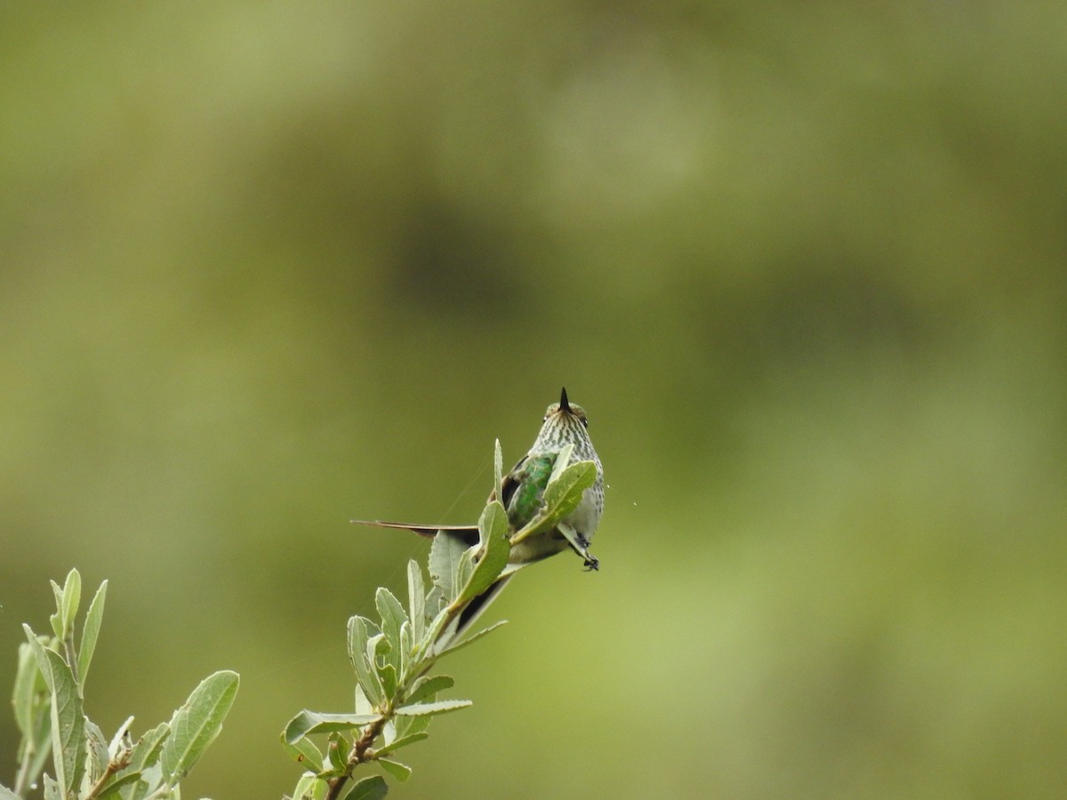 Green-tailed Trainbearer - ML221681641