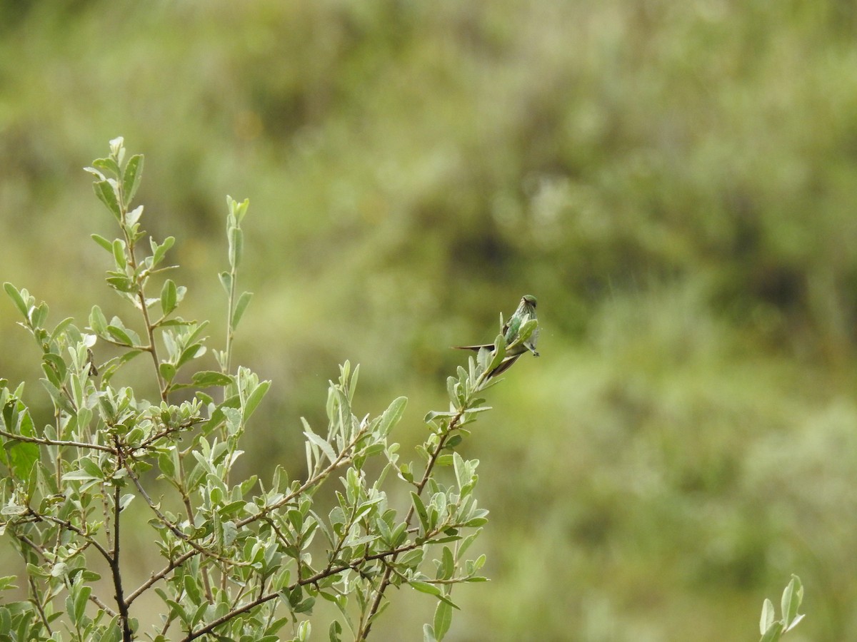 Green-tailed Trainbearer - ML221681741