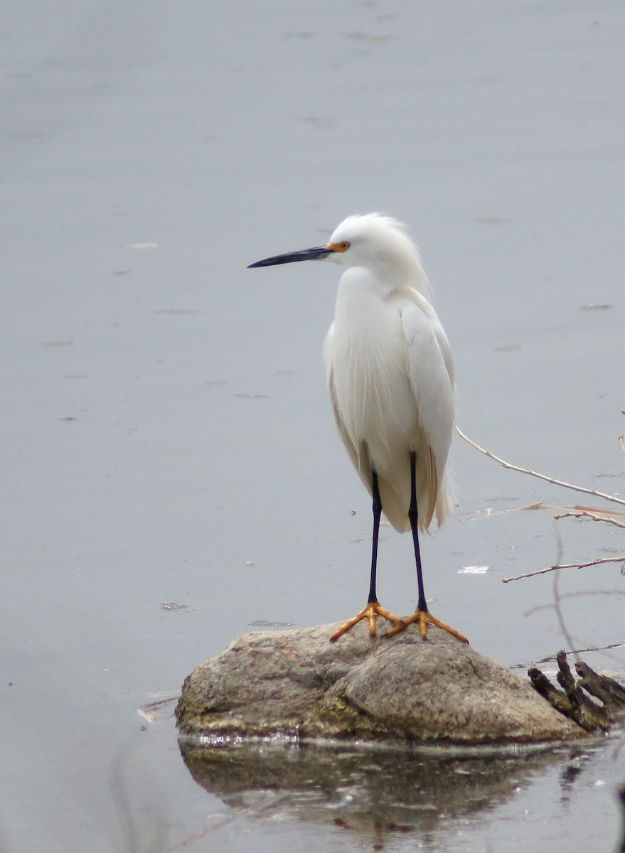 Snowy Egret - ML221681981
