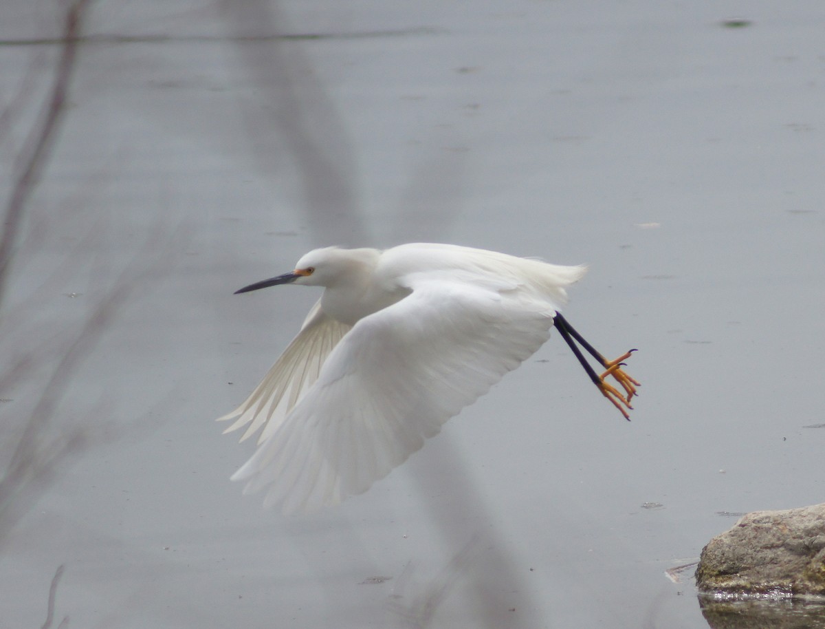 Snowy Egret - ML221682001