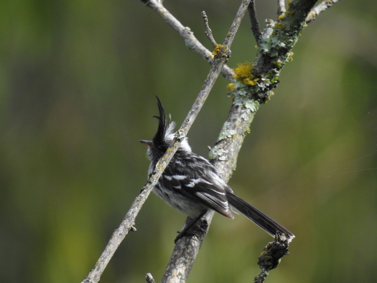 クロカンムリカラタイランチョウ - ML221682011