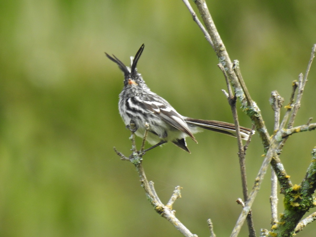 Black-crested Tit-Tyrant - ML221682031