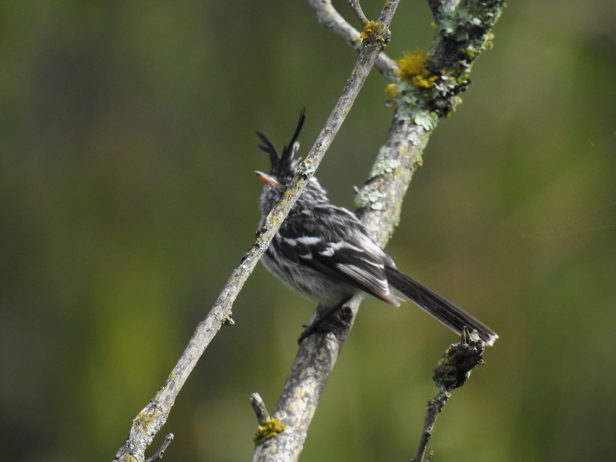 クロカンムリカラタイランチョウ - ML221682041