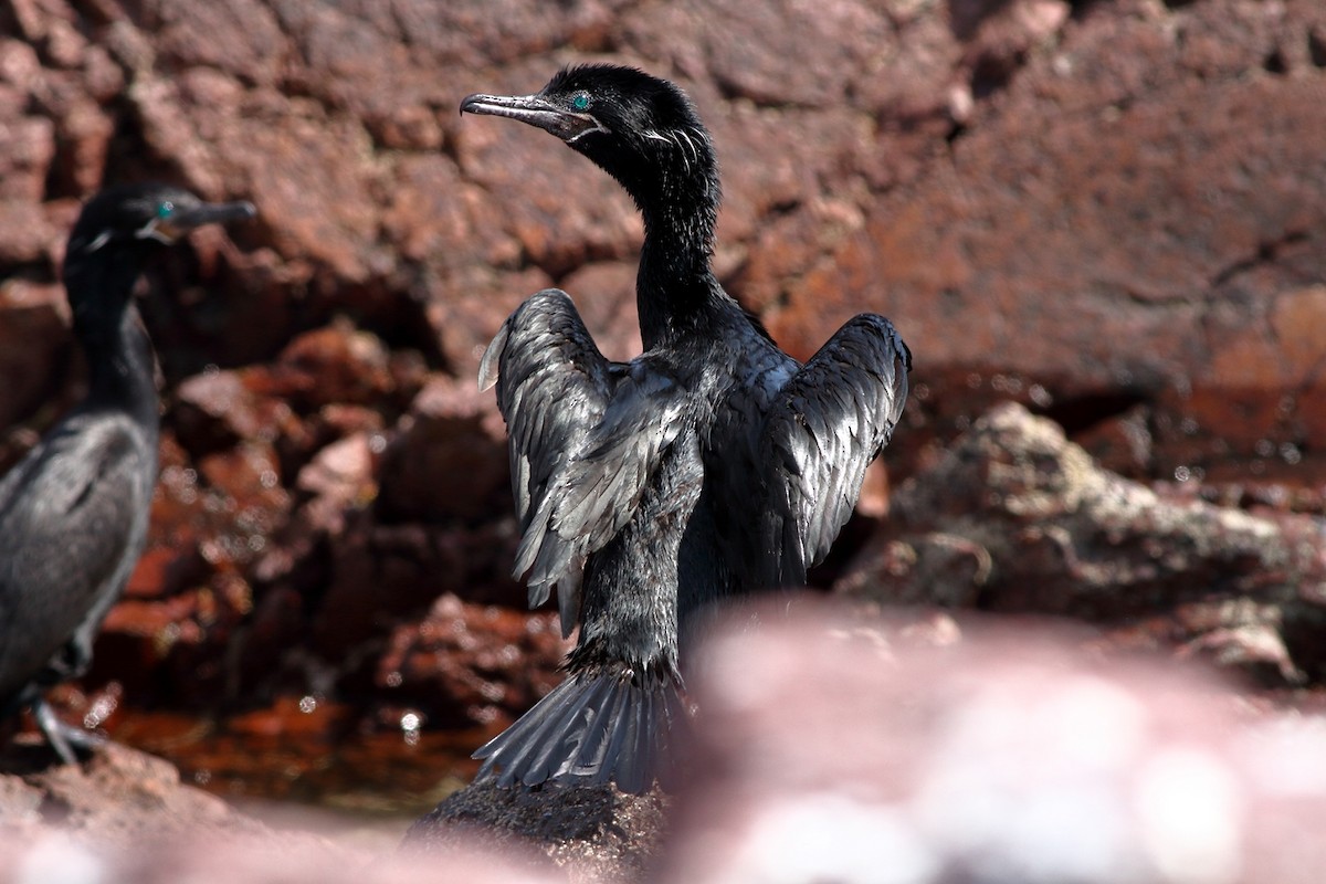 Neotropic Cormorant - ML221683381