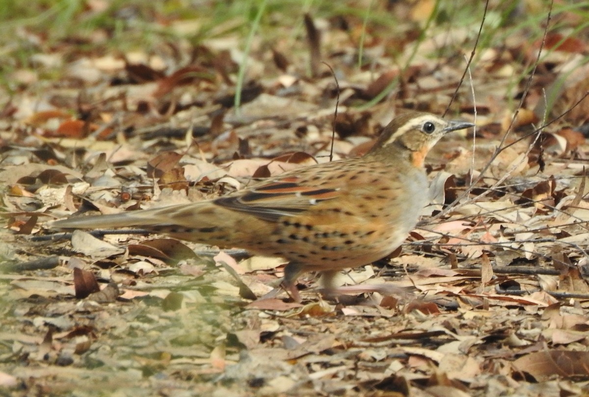 Spotted Quail-thrush - ML221683871