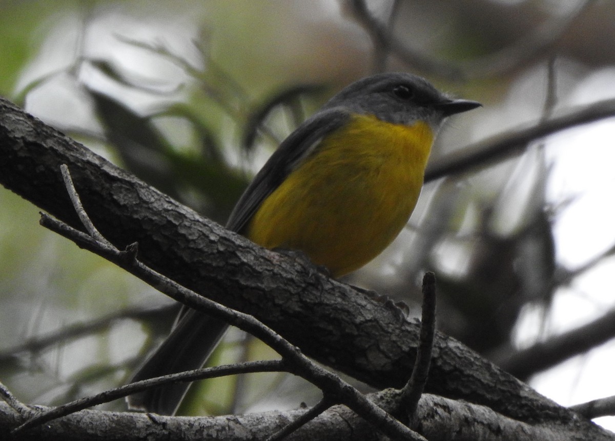 Eastern Yellow Robin - ML221683881
