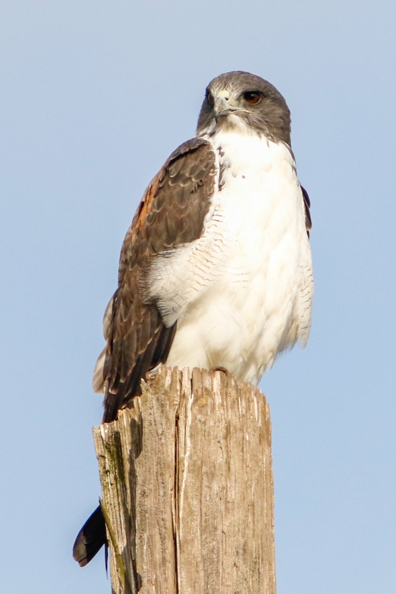 White-tailed Hawk - ML221683921