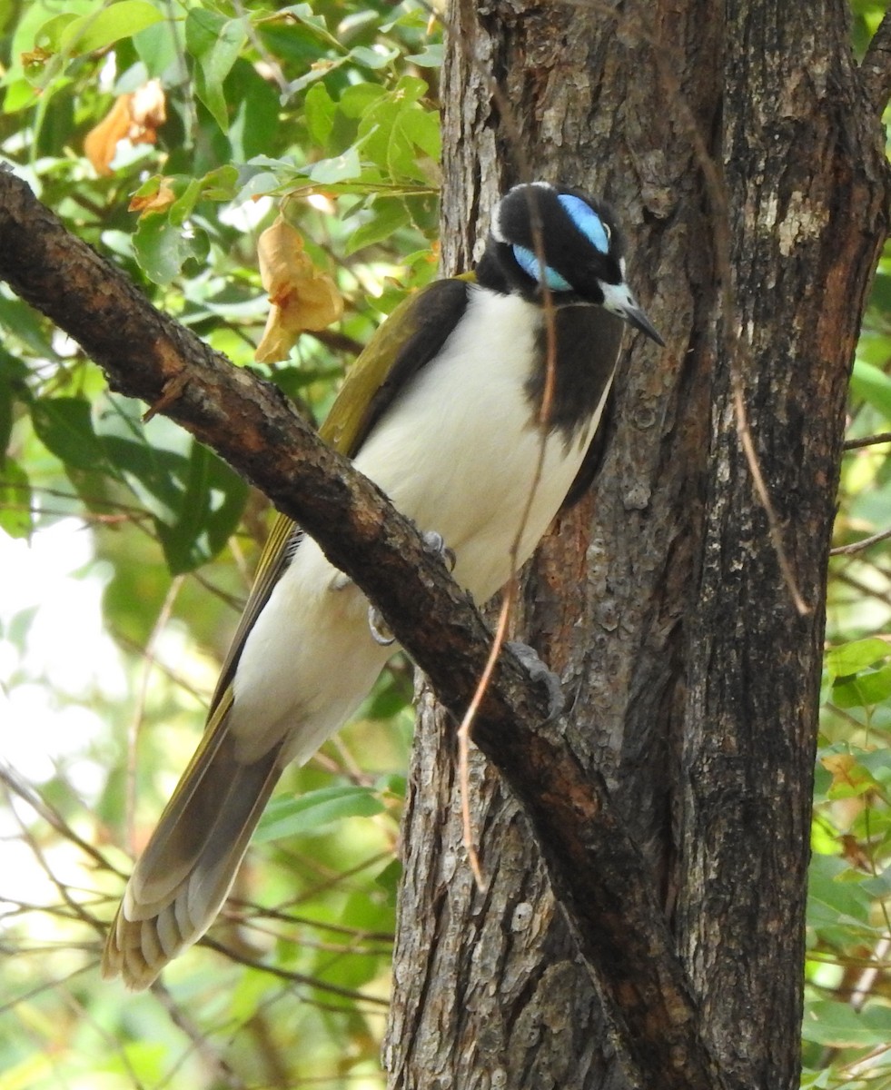 Blue-faced Honeyeater - ML221683931