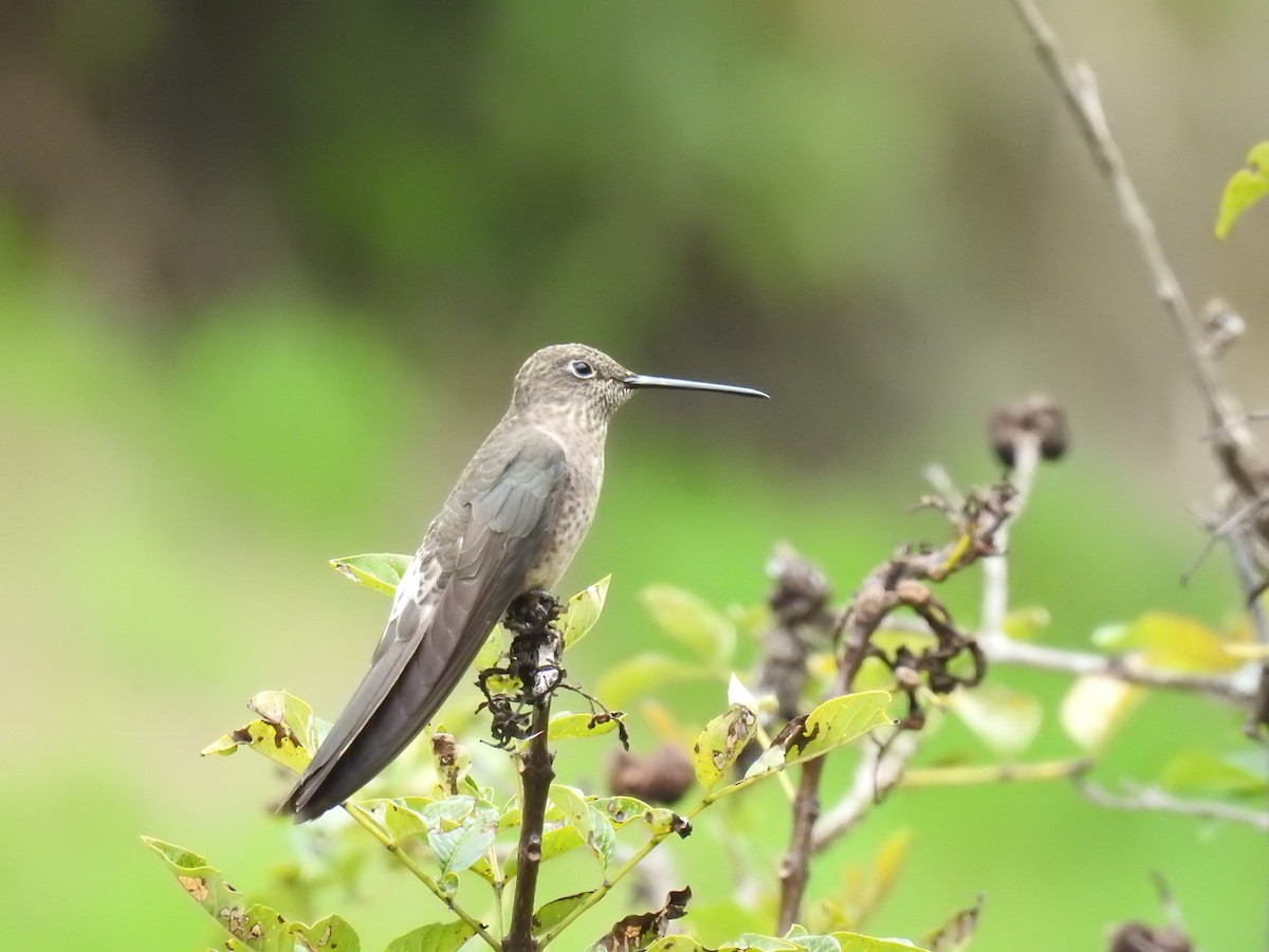 Giant Hummingbird - ML221684031