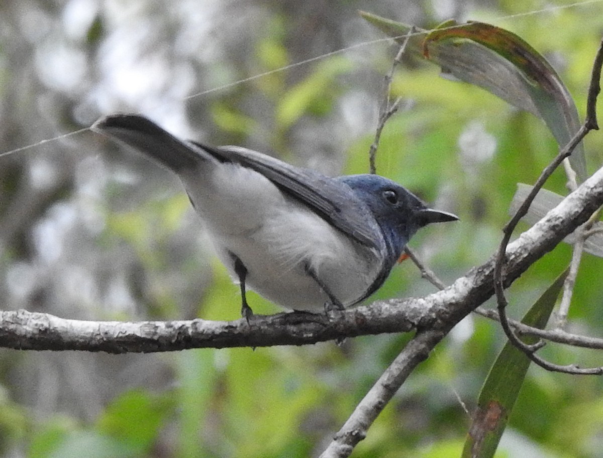 Leaden Flycatcher - ML221684481