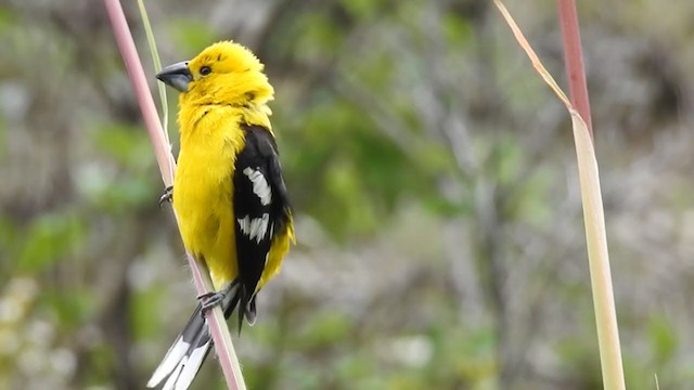 Golden Grosbeak - ML221684521