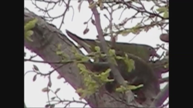 Timor Green-Pigeon - ML221684721