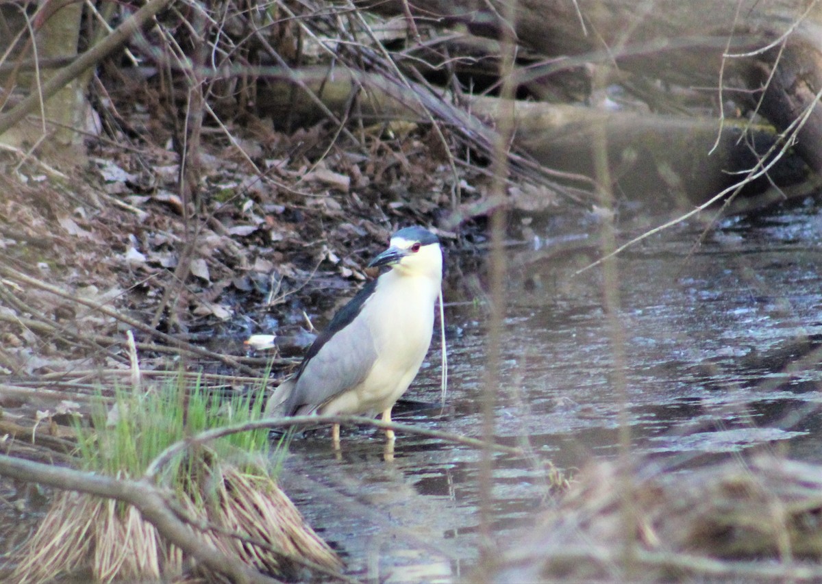 Black-crowned Night Heron - ML221685401