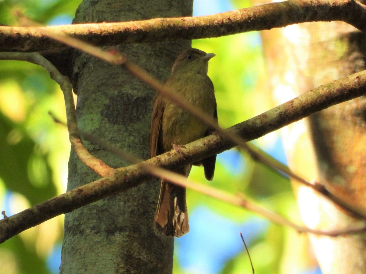 Bulbul Verdoso (cinnamomeoventris) - ML221685911