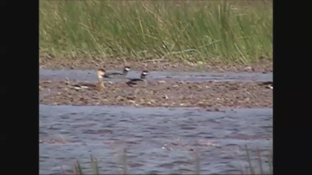 Green Pygmy-Goose - ML221686121