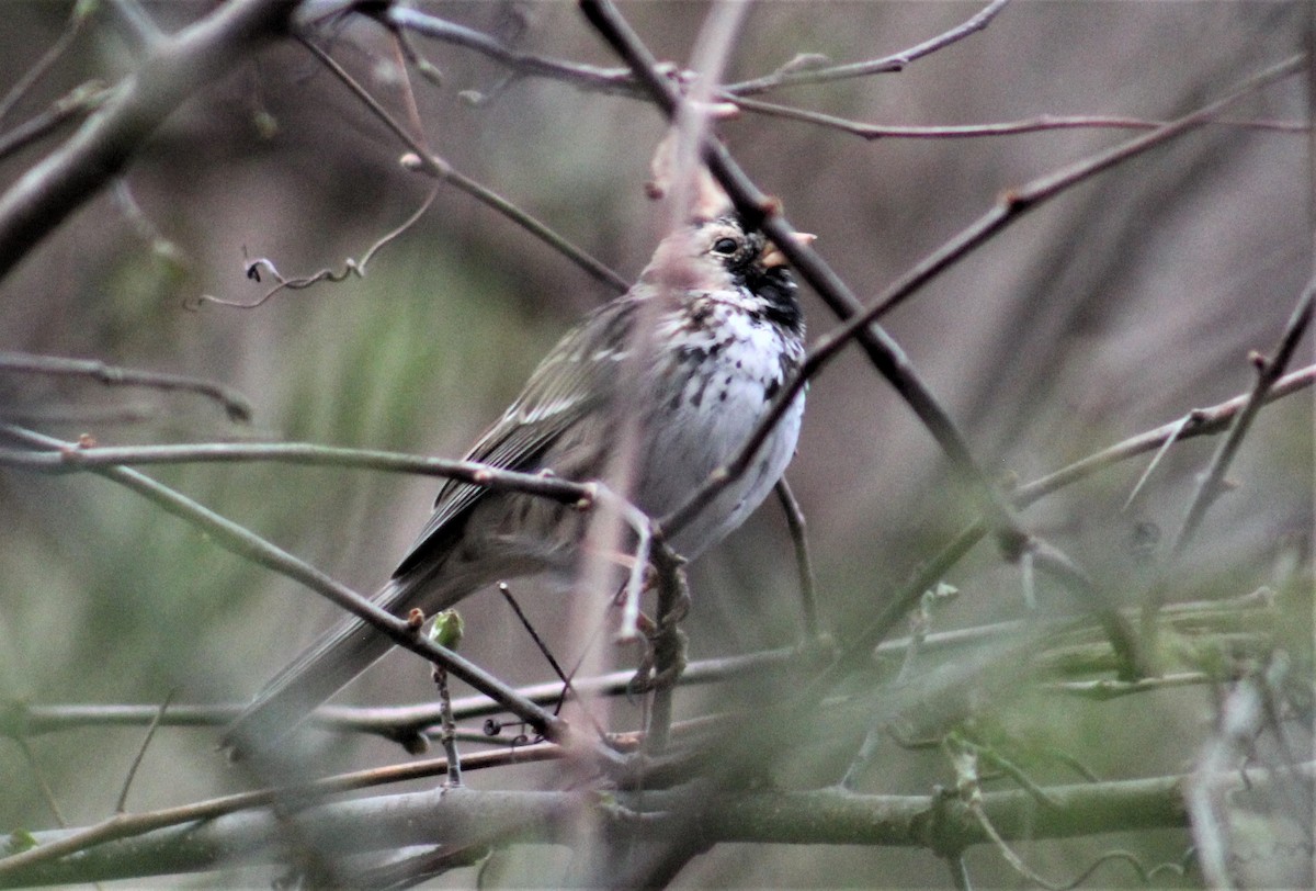 Harris's Sparrow - ML221686201