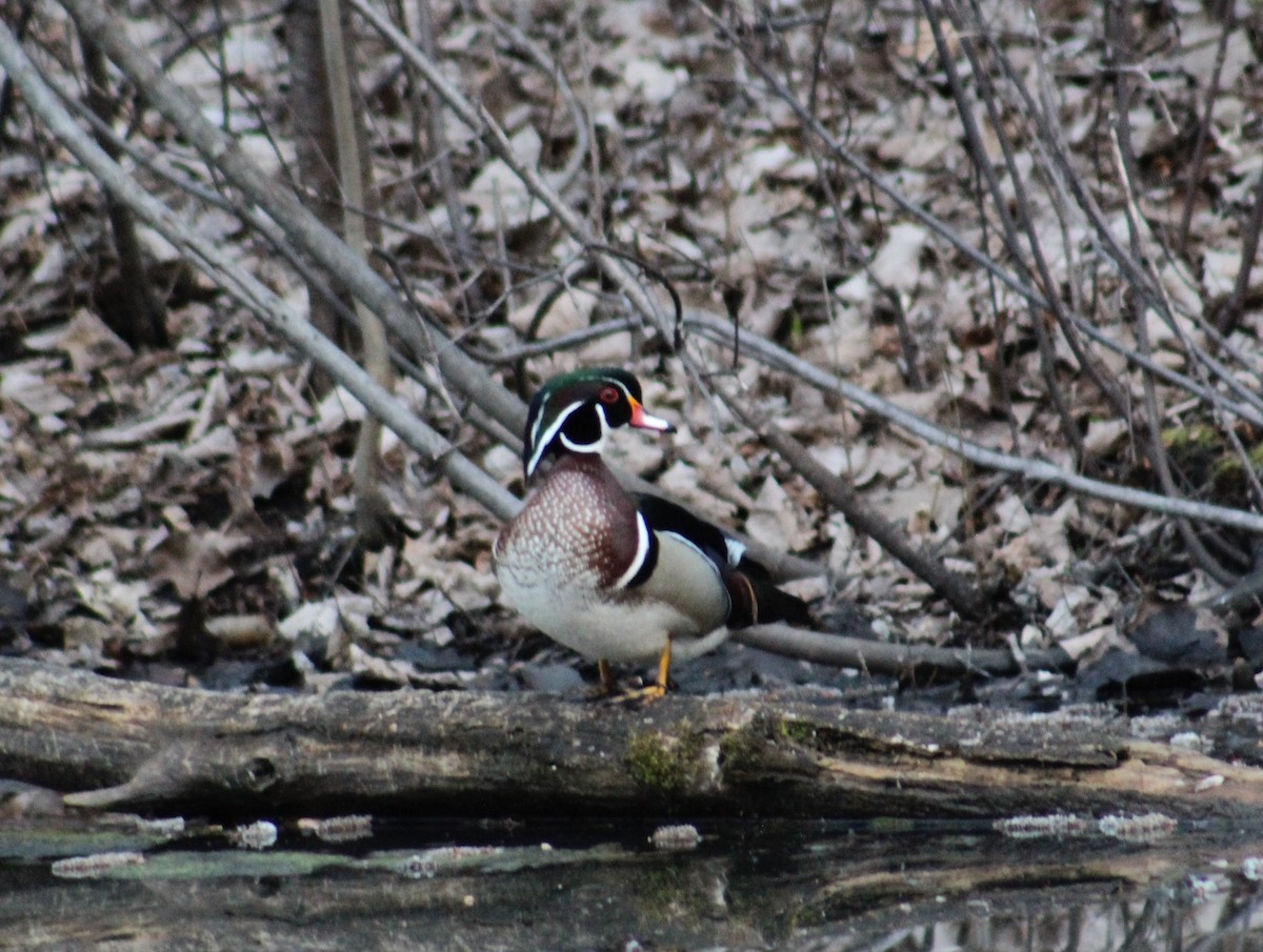 Wood Duck - Laura Labbe