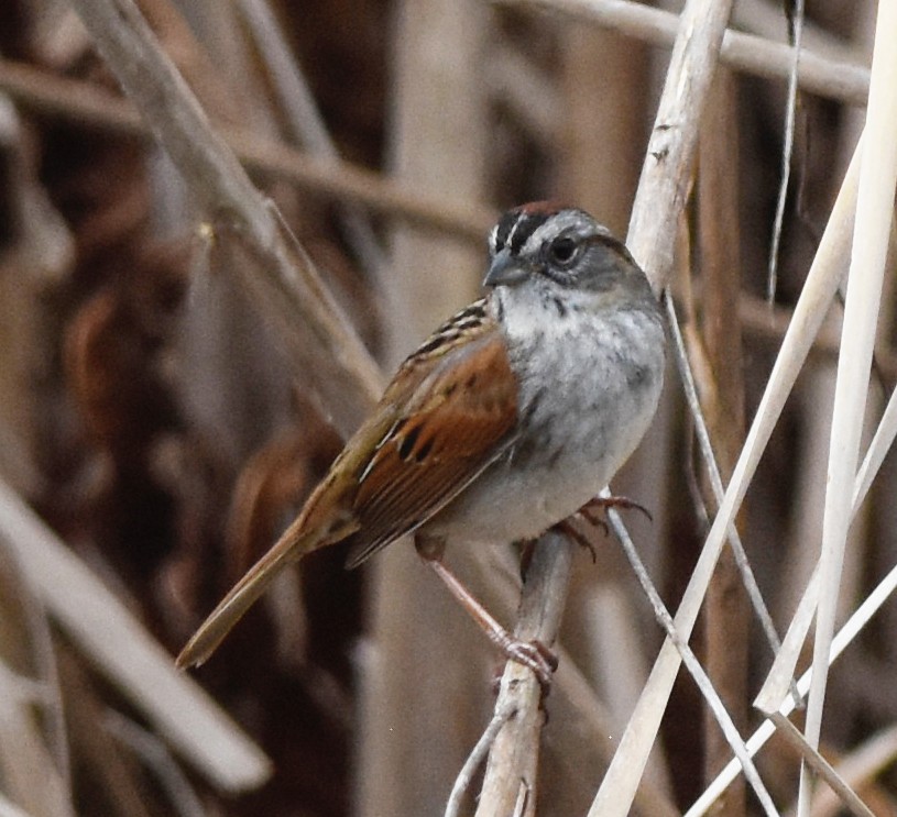 Swamp Sparrow - ML221687421