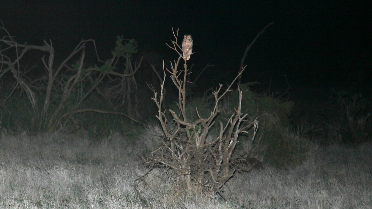 Spotted Eagle-Owl - Daniel Jauvin