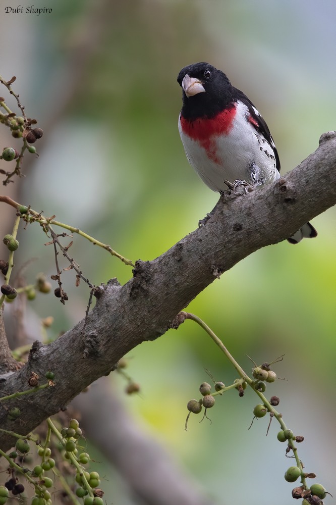 Cardinal à poitrine rose - ML221687561