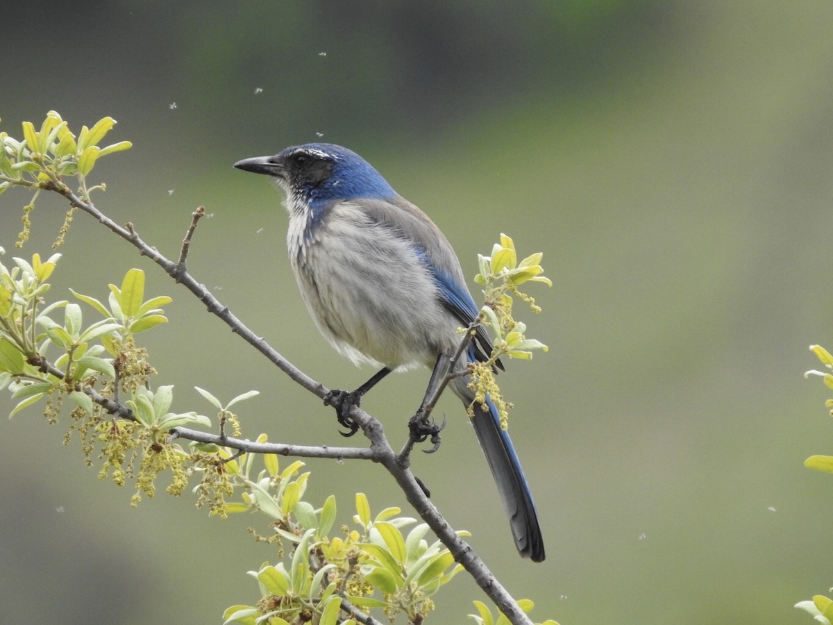 California Scrub-Jay - Alex Henry