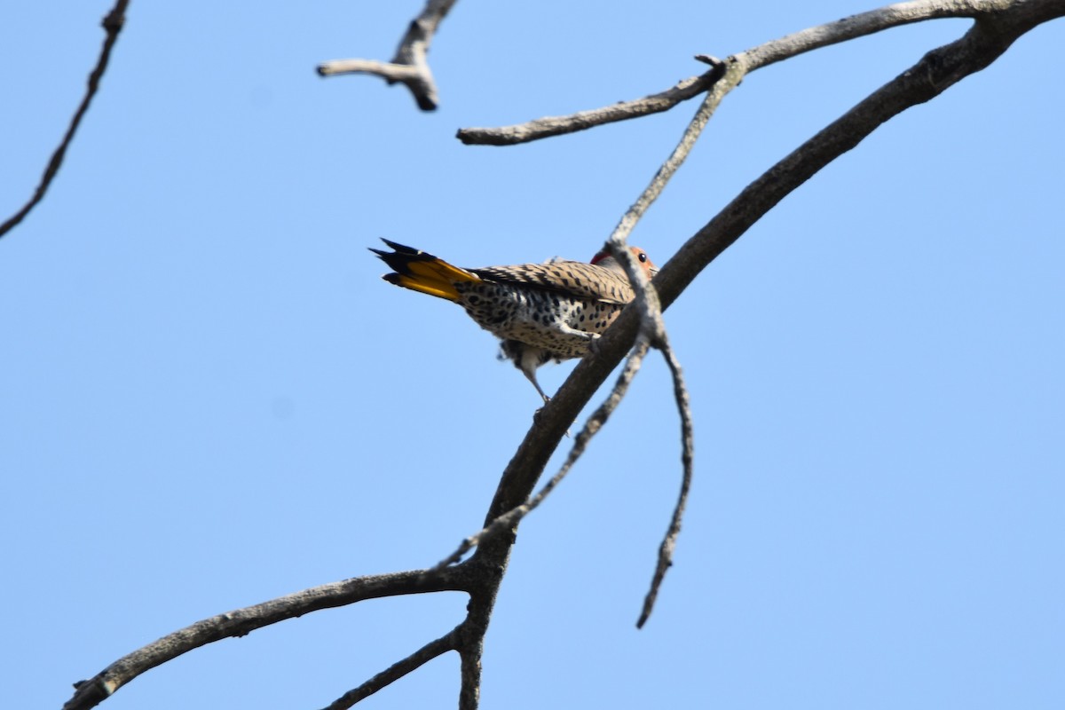 Northern Flicker - Anne Hughes