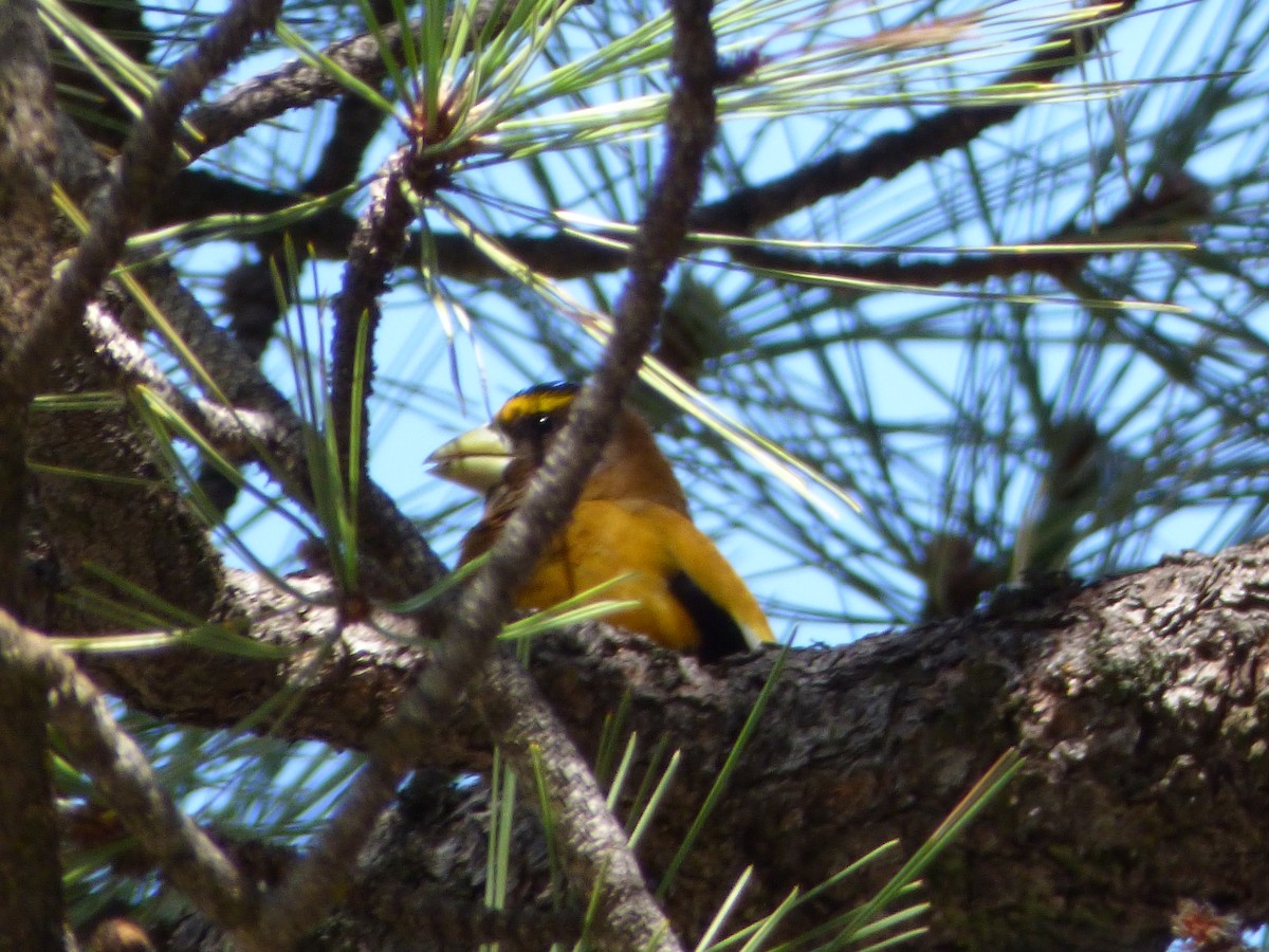 Evening Grosbeak - ML221689641