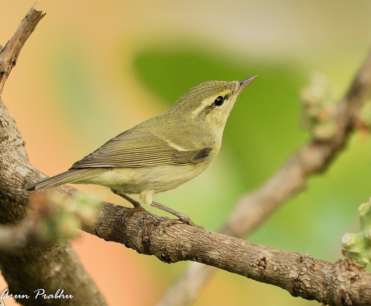 Green Warbler - Arun Prabhu