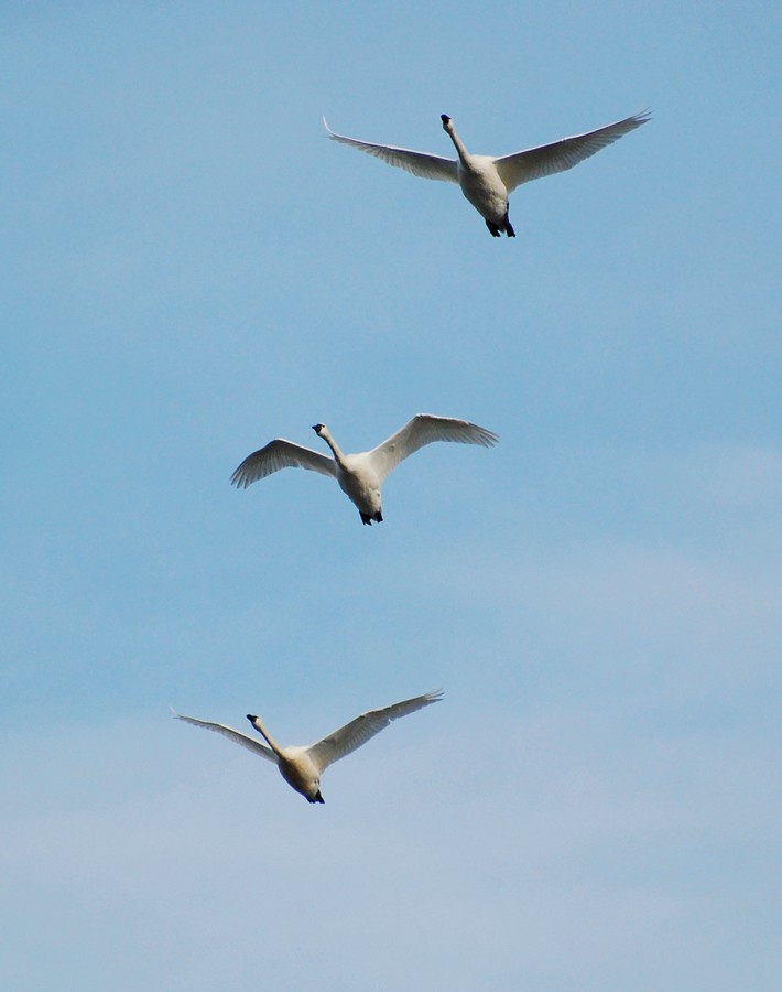 Tundra Swan - ML221691111