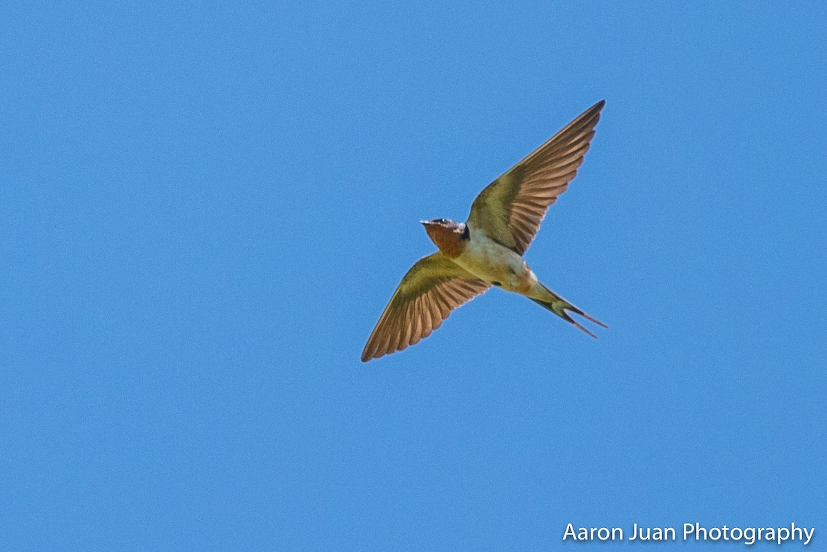 Barn Swallow - Aaron Juan