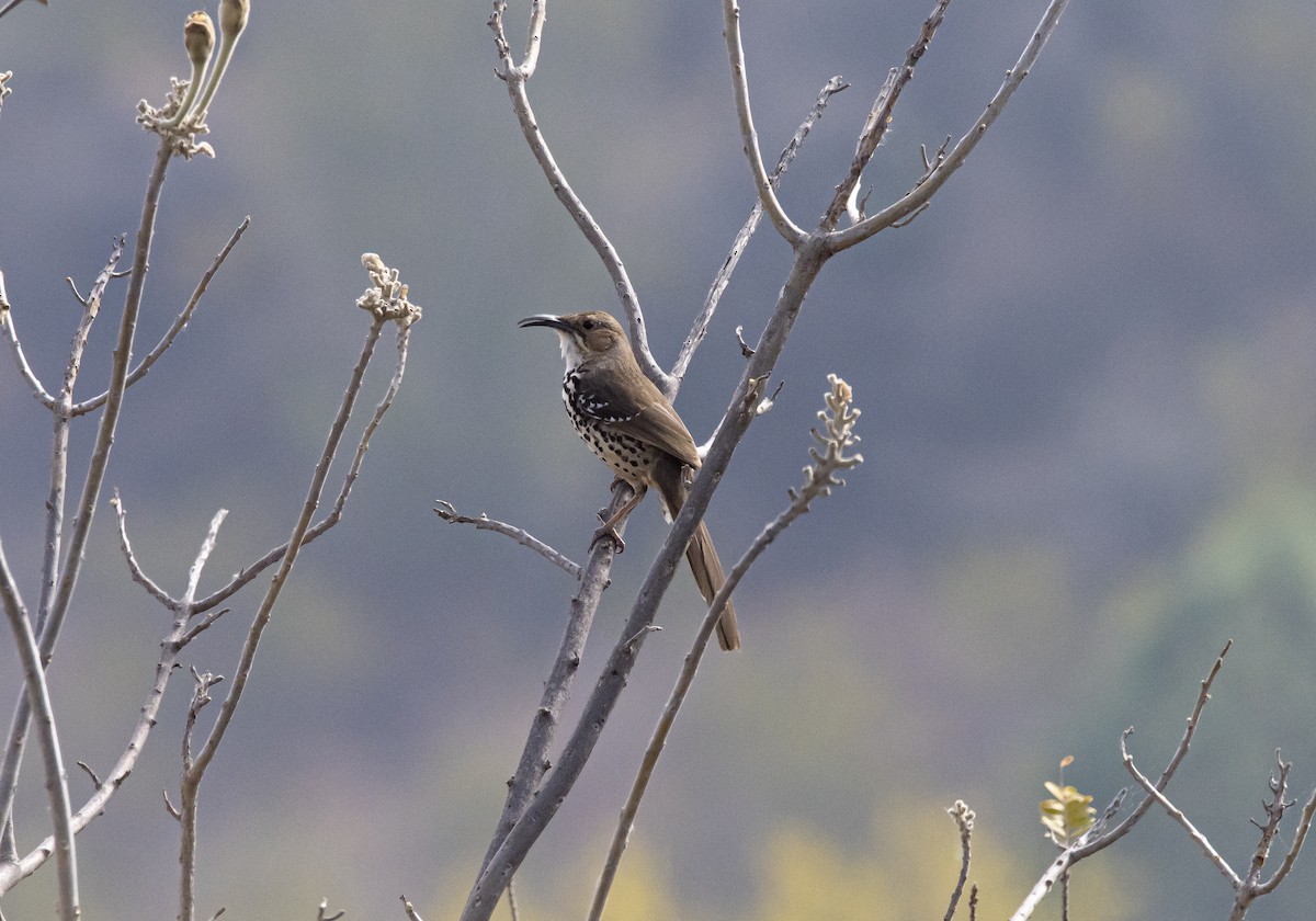 Ocellated Thrasher - ML221691341