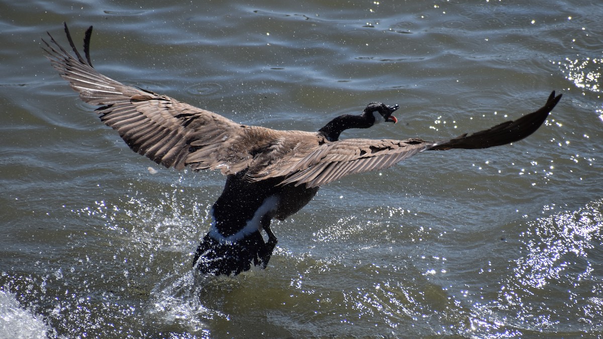 Canada Goose - Aidan Latham