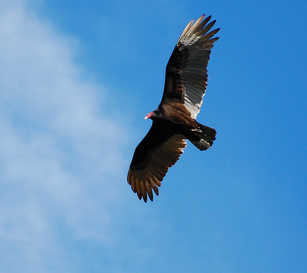 Turkey Vulture - Suzanne Britton