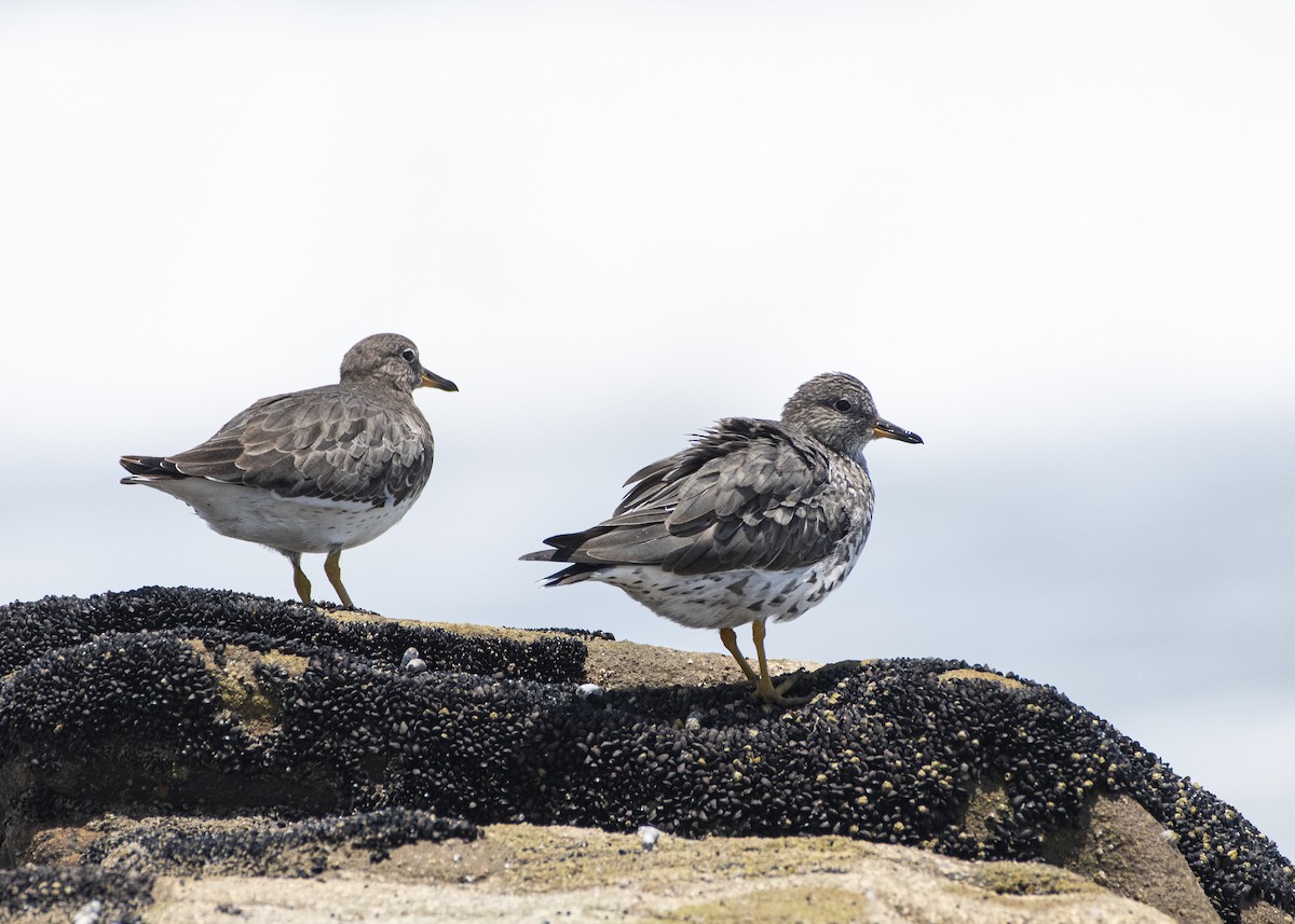 Surfbird - ML221692191