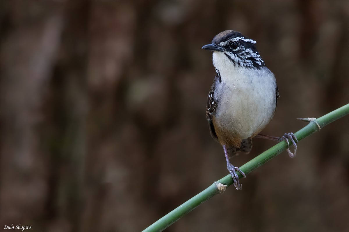 White-breasted Wood-Wren - ML221692851