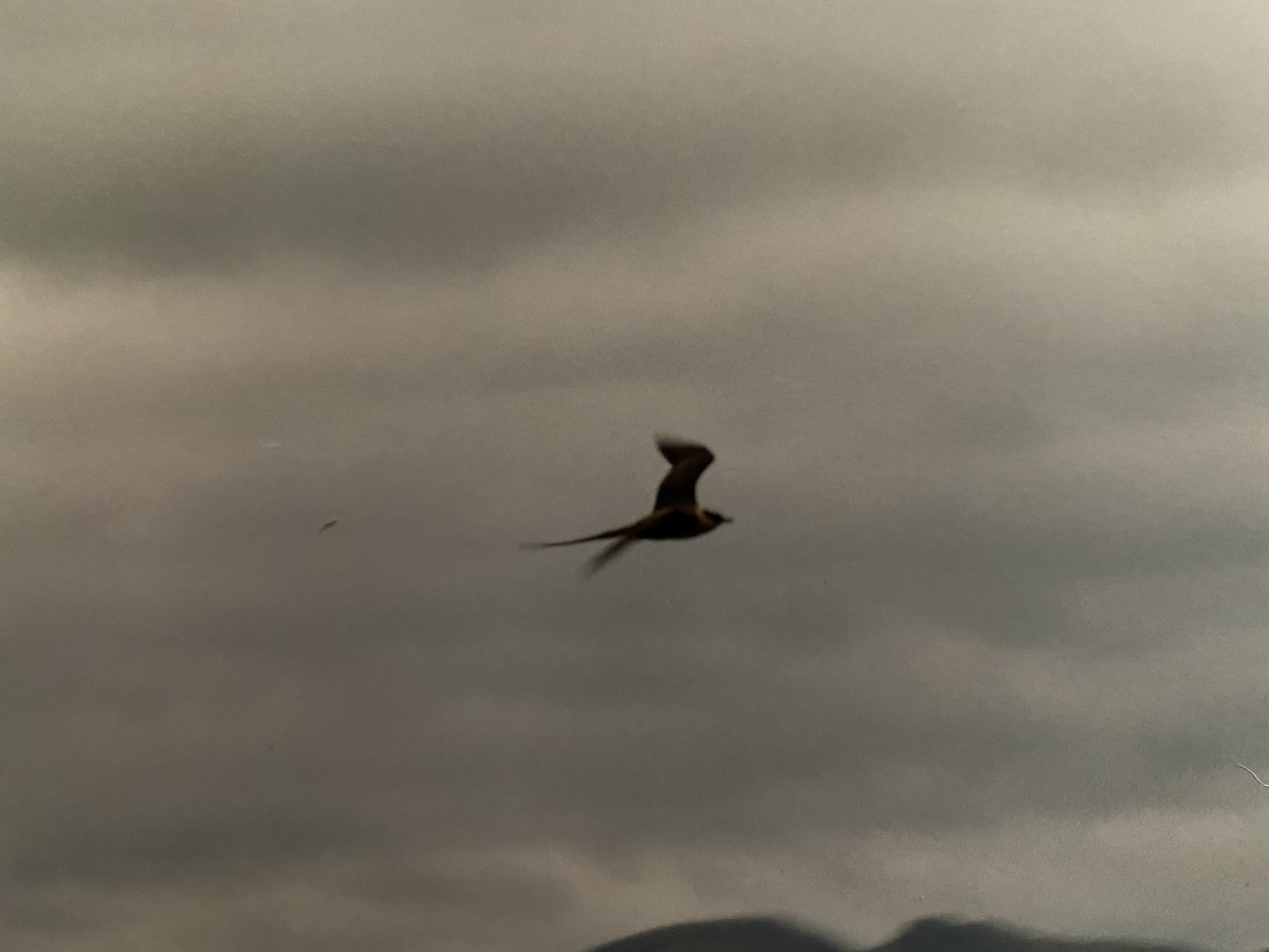 Long-tailed Jaeger - ML221693051