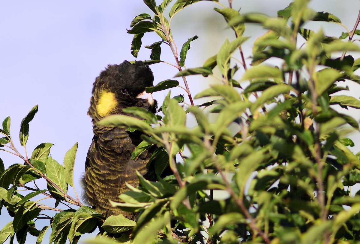 Yellow-tailed Black-Cockatoo - ML221693771