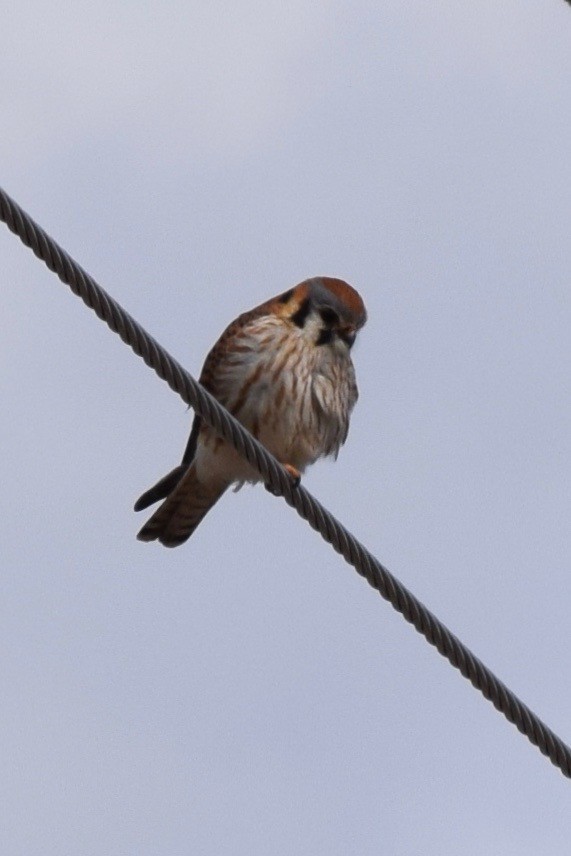 American Kestrel - ML221695031