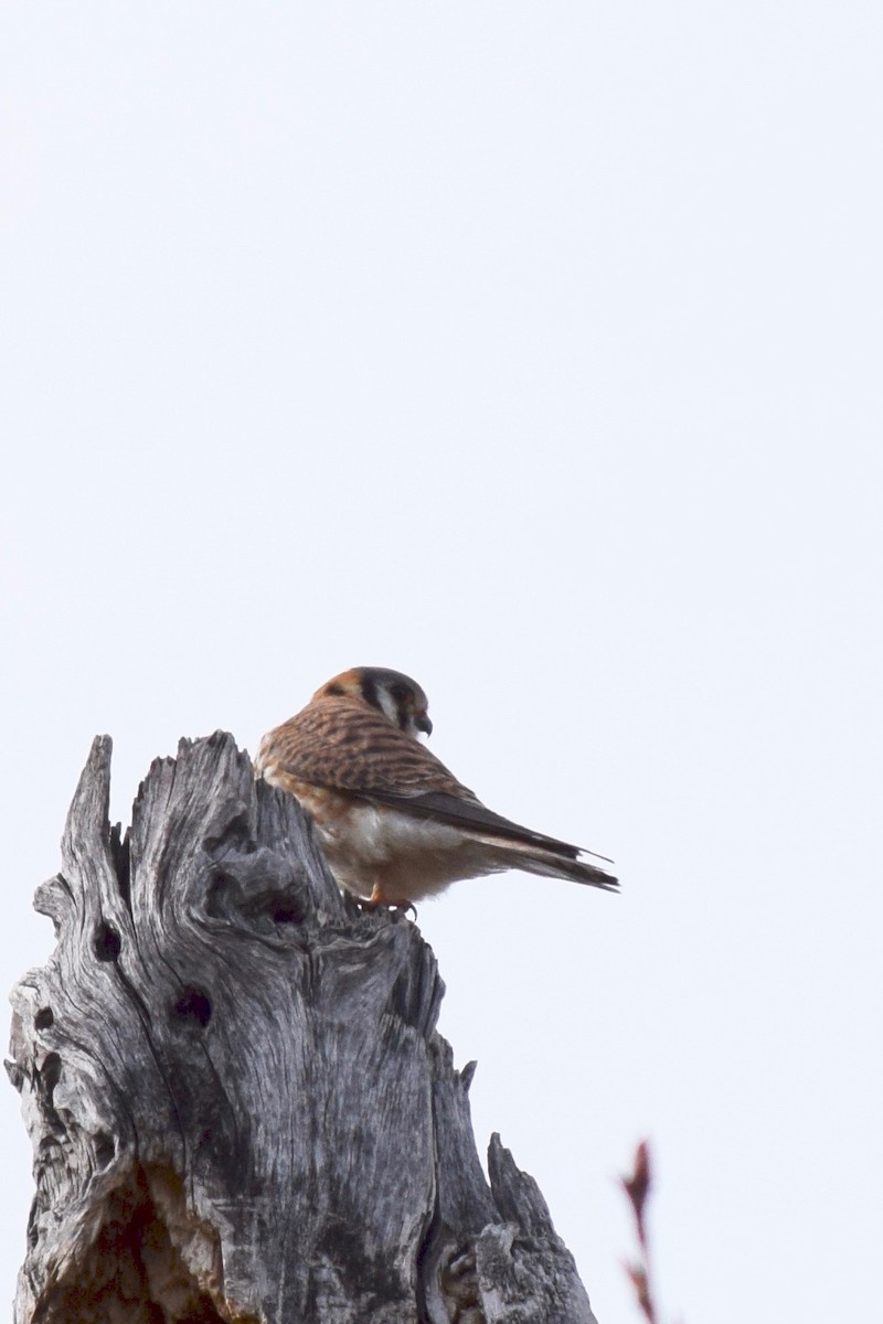 American Kestrel - ML221695041