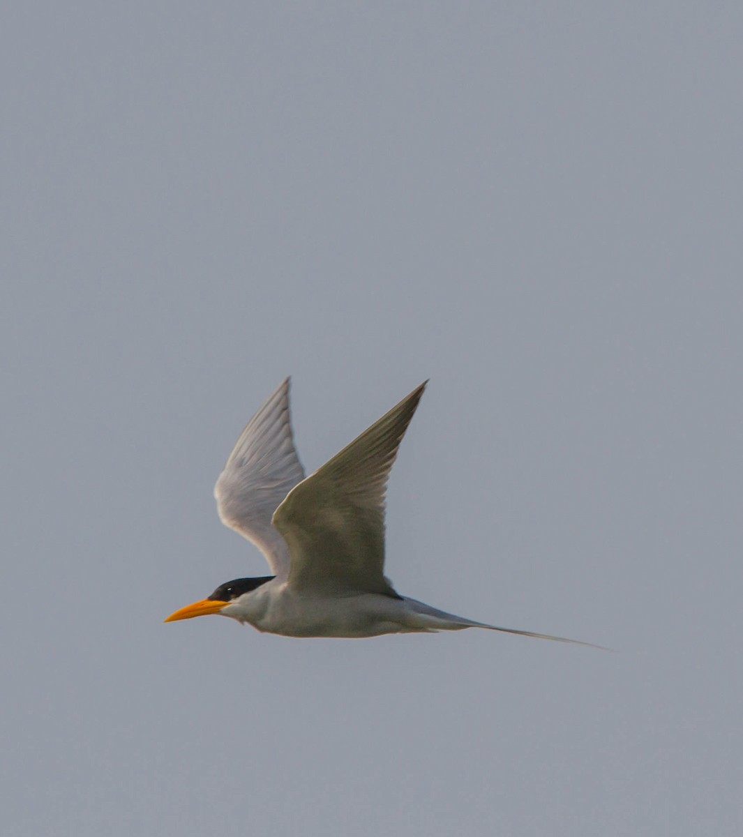 River Tern - Sriram Ranganathan