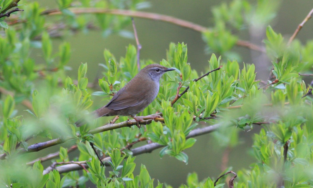 Spotted Bush Warbler - ML221696491