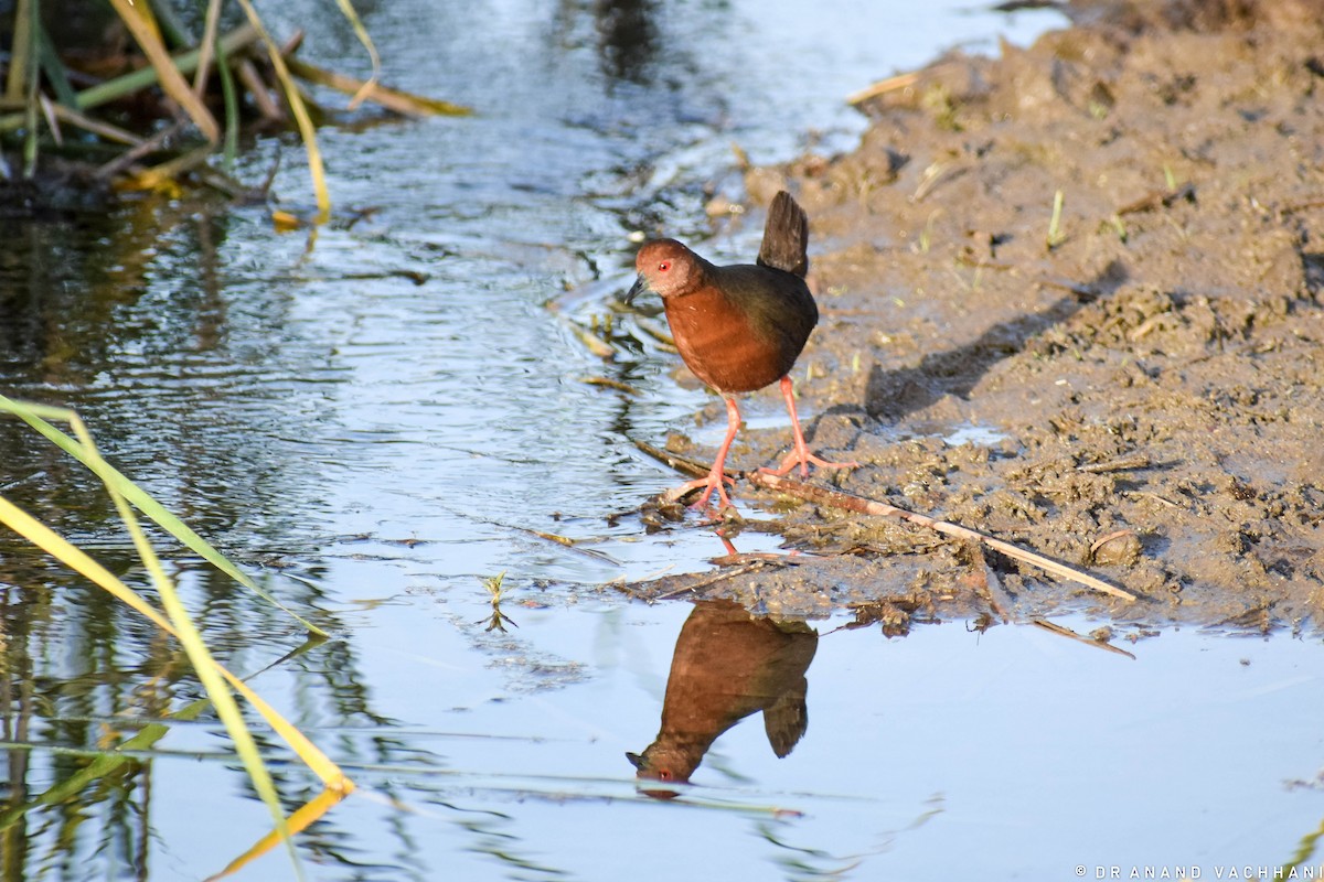 Ruddy-breasted Crake - Anand Vachhani