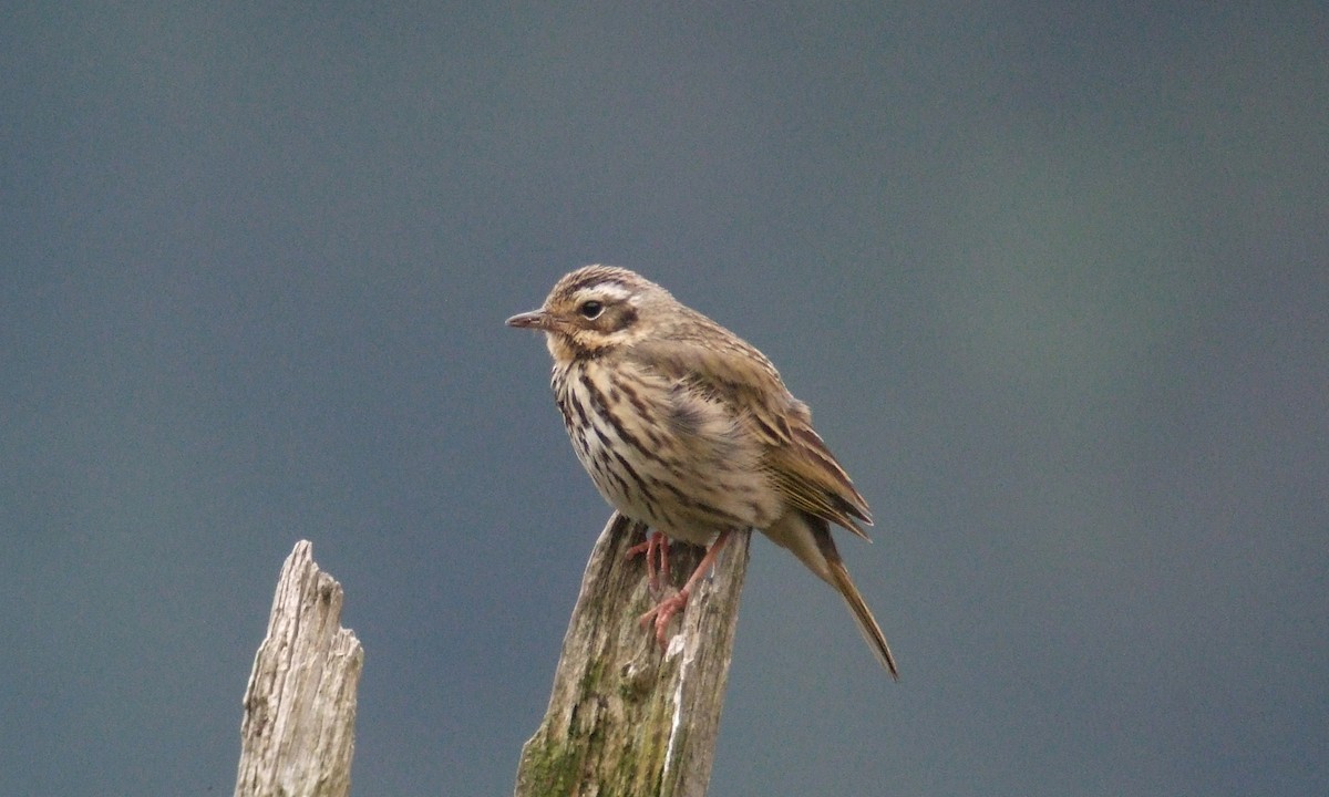 Pipit à dos olive - ML221697021