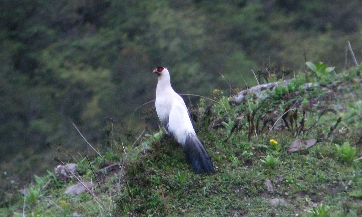 Белый ушастый фазан - ML221697661